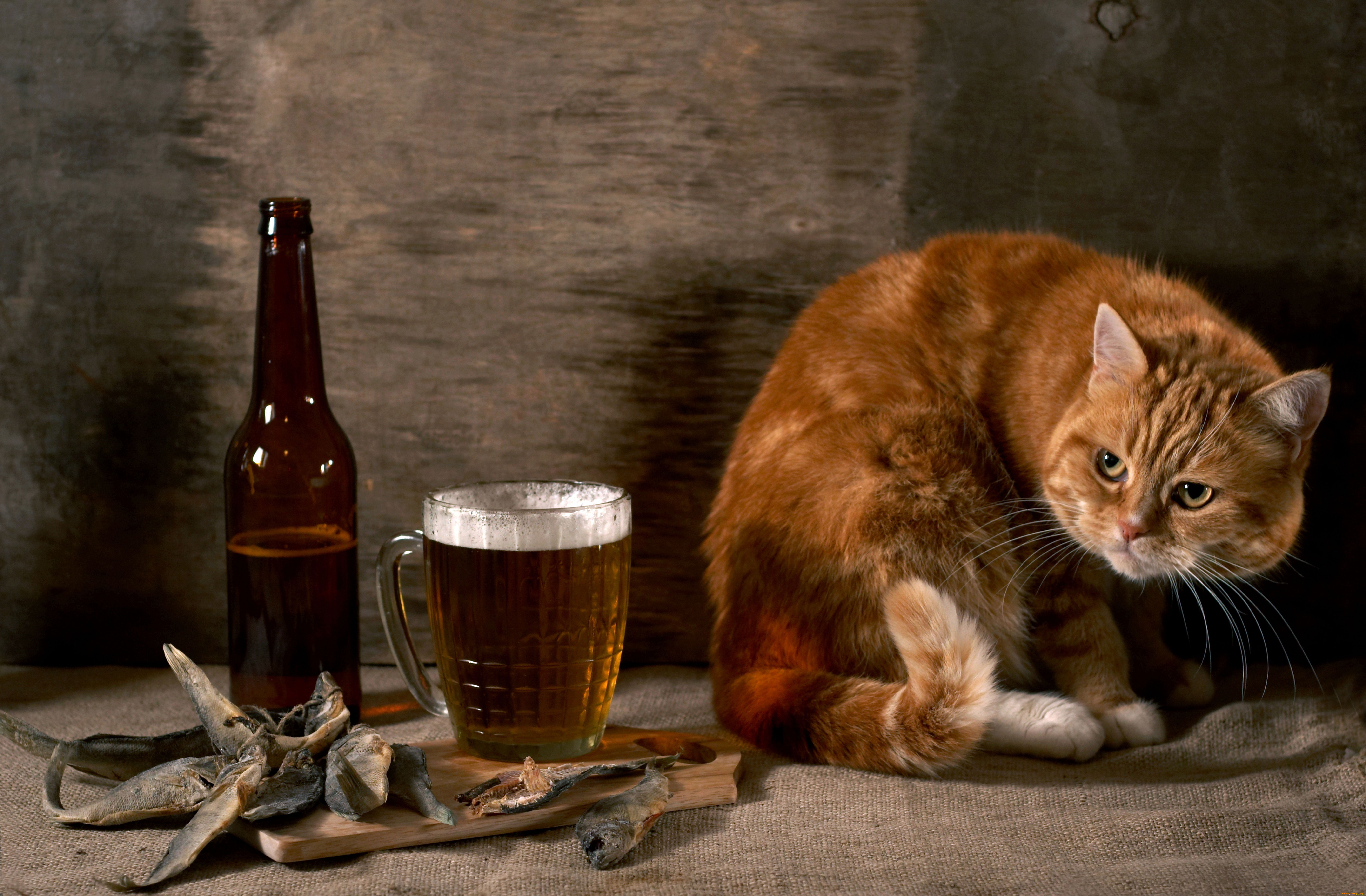 Кошка плохо пьет. Кот с пивом. Рыжий кот с пивом. Котик с пивом. Натюрморт с пивом.